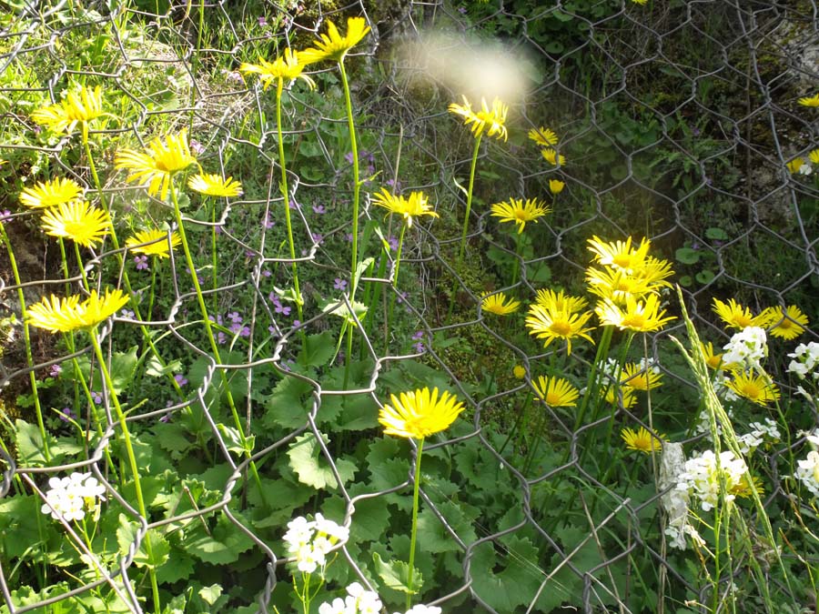 Doronicum columnae